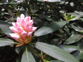 Craggy Gardens are covered with Rhododendrom