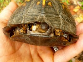 Easter Box Turtle found on our hike