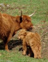 Baby cow