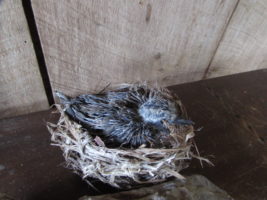 baby dove