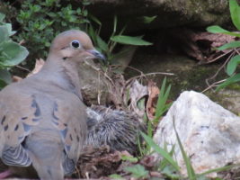 Dove