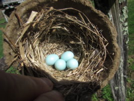 Blue bird eggs