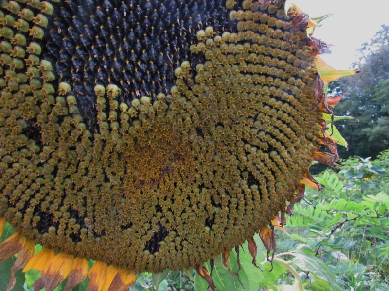 Sunflowers turning to seed