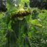 Sunflowers going to seed at Max Patch