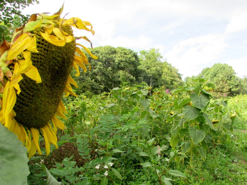 Hiking in the Sunflowers at Max Patch