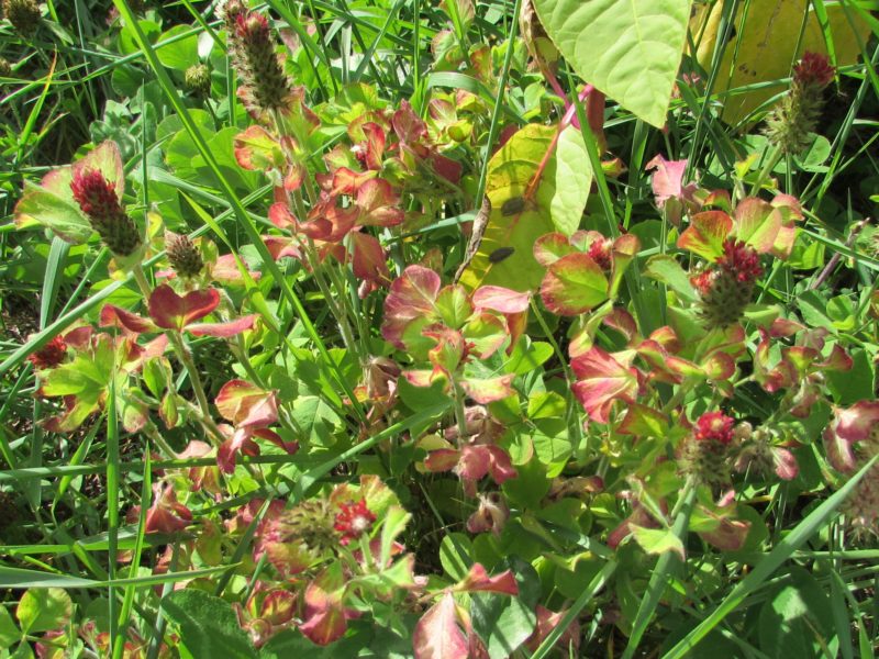 :Max Patch Clover