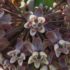 Milkweed on Max Patch