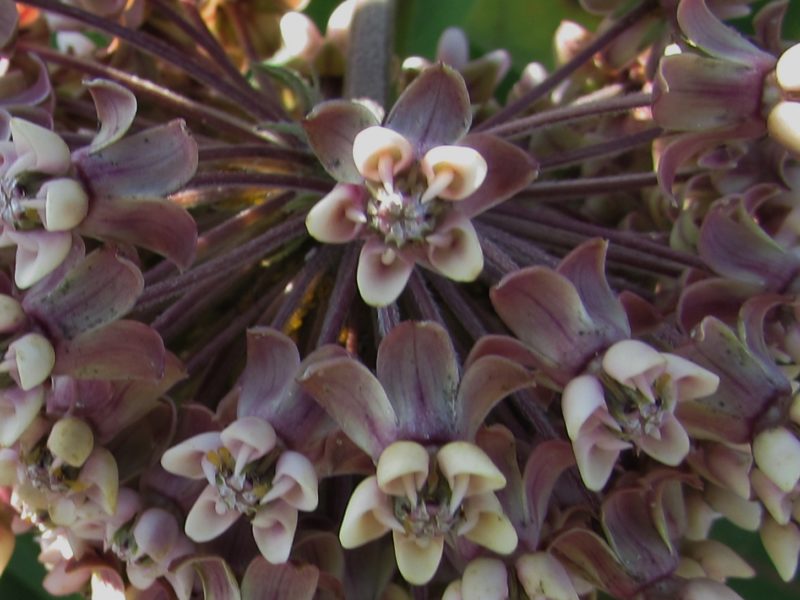 Milkweed on Max Patch