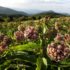 Hiking Max Patch Milkweed feeds the Monarch butterflies