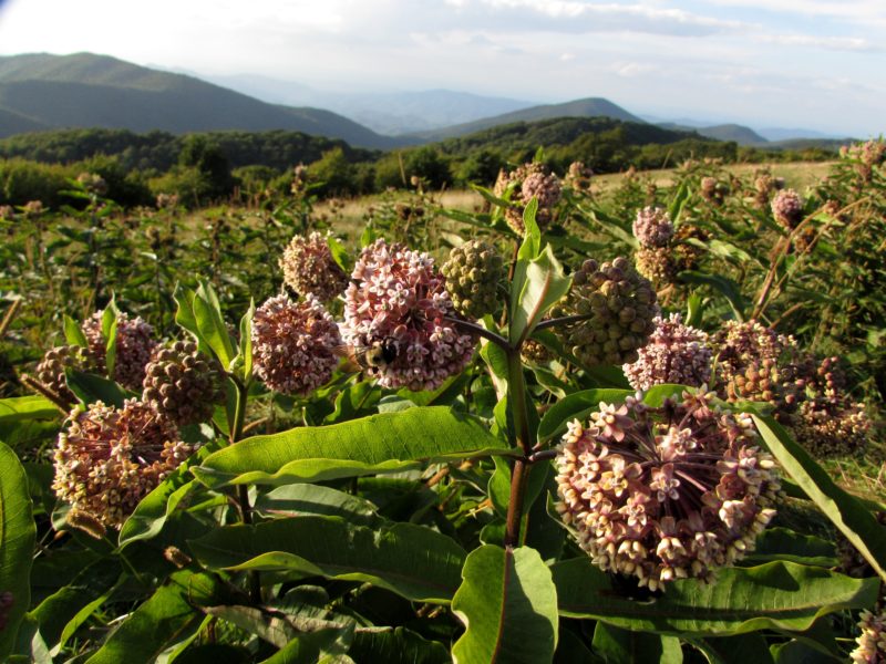 Hiking Max Patch Milkweed feeds the Monarch butterflies