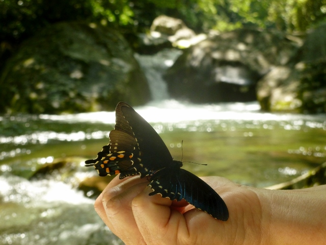 Butterflies at Midnight Hole in The Great Smoky Mountain National Park