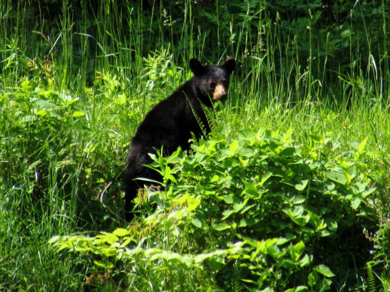 This beautiful bear was photographed on the our drive up to Max Patch in the NC Blue Ridge Mountains