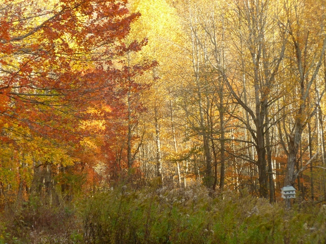 Autumn is a spectacular time in our Southern Appalachian Mountain paradise.