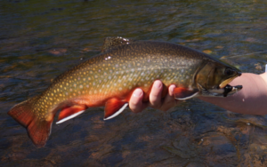 Brook Trout