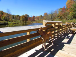 Max Patch Pond