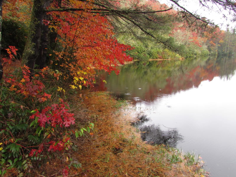 Fall colors in our NC blue ridge mountains.