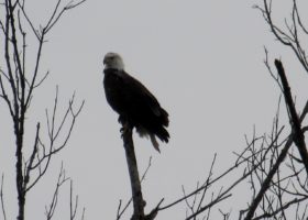 Eagles nest along the French Broad River in Hot Springs, NC in the NC Blue Ridge Mountains