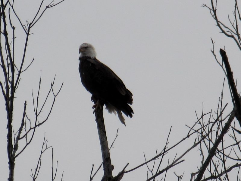Eagles nest along the French Broad River in Hot Springs, NC in the NC Blue Ridge Mountains
