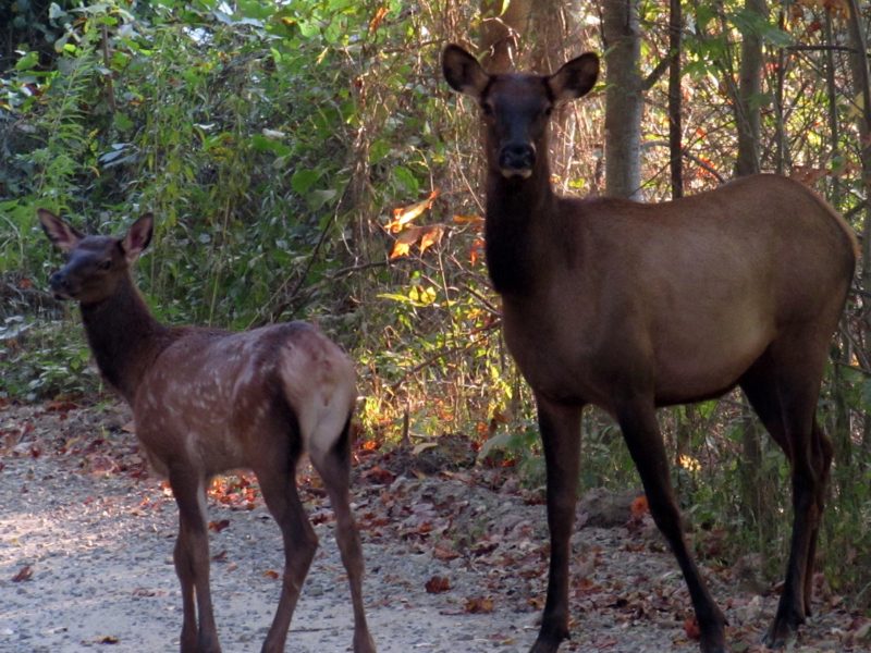 These elk live near Dancing Sun Cabins. They migrated from the Great Smoky Mountain National Park near Cataloochi.