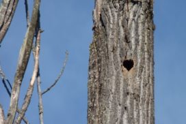 Heart Tree