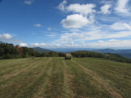Fields at Max Patch after they mow