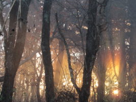 Light in the Pisgah National Forest