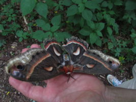 Beautiful Moth we found on the trail