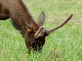 Elk near us