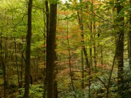 Forest in fall