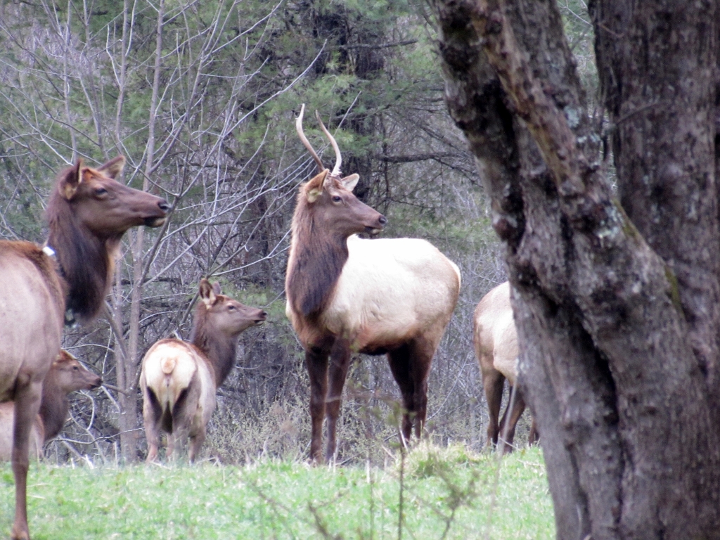 Elk and other wildlife abound in the Pisgah National forest