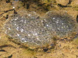 frog eggs