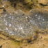 frog eggs