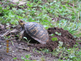 Turtle laying eggs