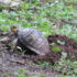 Turtle laying eggs