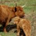 Baby cow