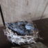 baby dove