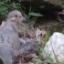 Dove