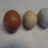 eggs