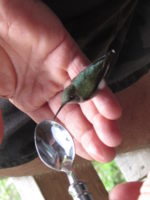 A tiny hummingbird visitor