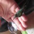 A tiny hummingbird visitor