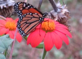 Monarch butterfly