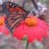 Monarch butterfly