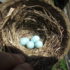 Blue bird eggs