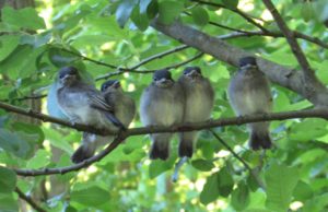 Baby birds getting ready to fly