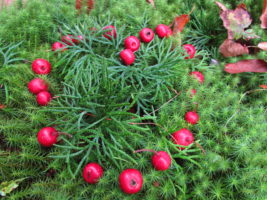 Hawthorn heart