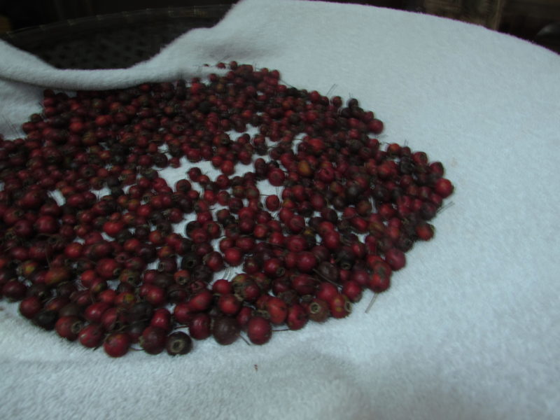 Appalachian Ways Making Hawthorn Remedies Dancing Sun Cabins