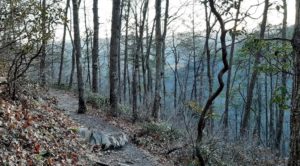 Hiking the Appalachian Trail near Hot Springs, NC