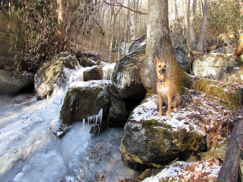 Dandy and the frozen waterfall