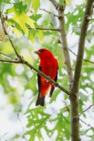 Scarlet Tanager Dancing Sun Cabins