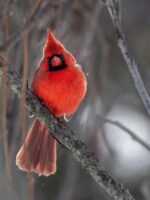 North Carolina Cardinal